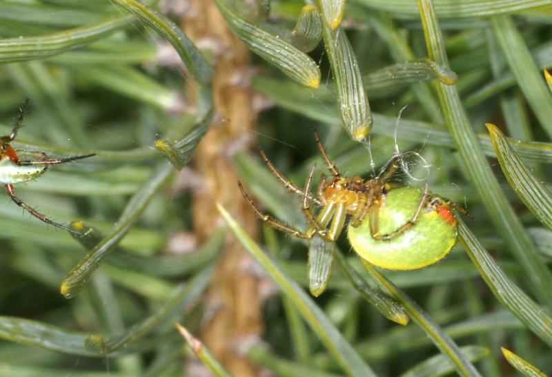 Araniella_cucurbitina_D2978_Z_80_NP De Hoge Veluwe_Nederland.jpg